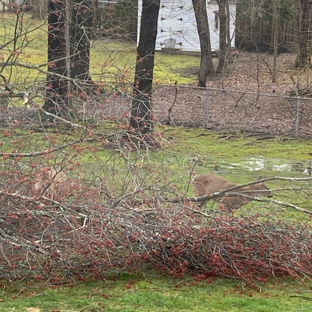 Nsf Tie Dye Button Down - image 6